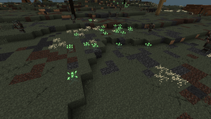 MorgulValeFlowers