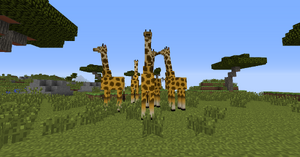 Giraffes