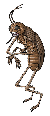 24-coleopteran