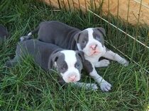 Pitbull