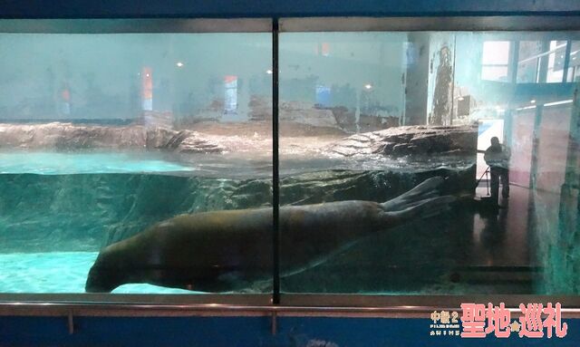 ファイル:Mitosea-02.jpg