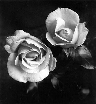 Gray roses