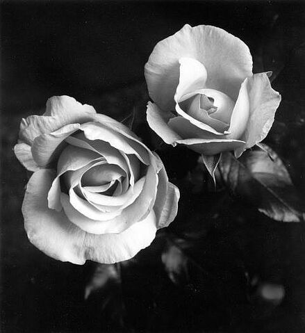 File:Gray roses.jpg