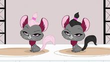 Cashmere-and-Velvet-littlest-pet-shop-on-the-hub-37474293-1024-576