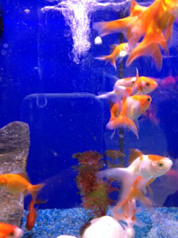 File:Fish 25.jpeg