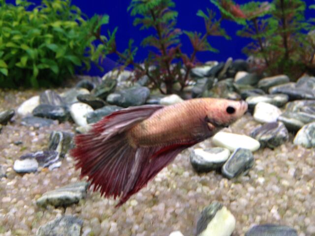 File:Fish 5.jpeg