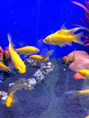 File:Fish 27.jpeg