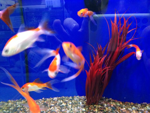 File:Fish 16.jpeg