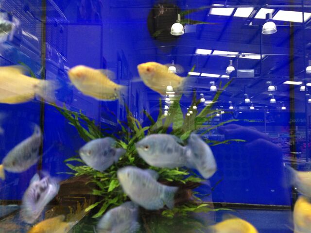 File:Fish 1.jpeg