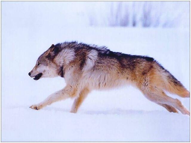 File:F wolves99 11 s-(1024x768).jpg