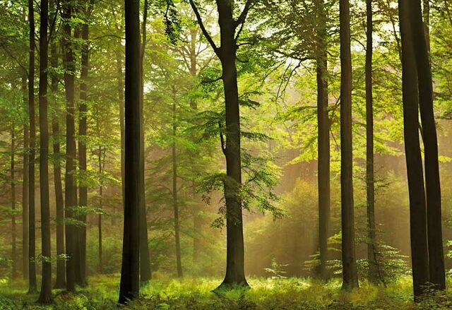 File:Forest.jpg