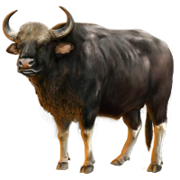 Gaur Mafia Wars Wiki FANDOM powered by Wikia