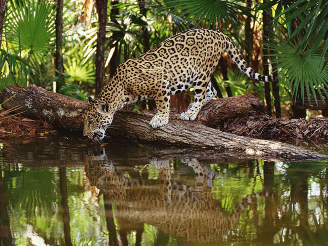 Файл:Jaguar-4.jpg