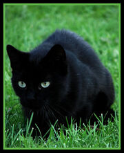 Darkstar