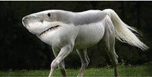Hork