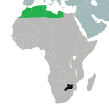 TV-A Berber