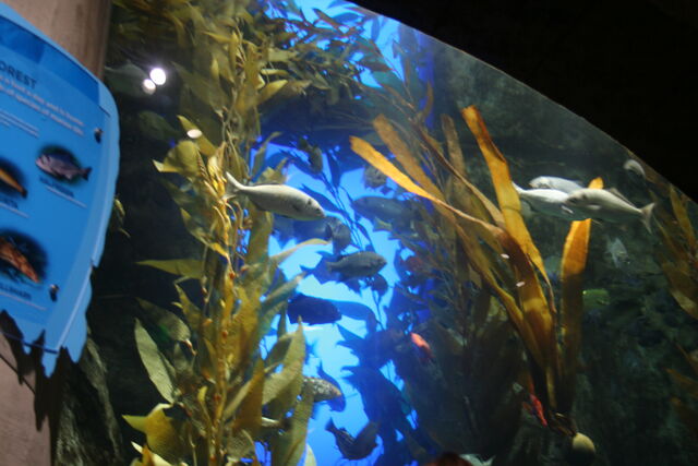 File:GA. Aquarium 124.jpg