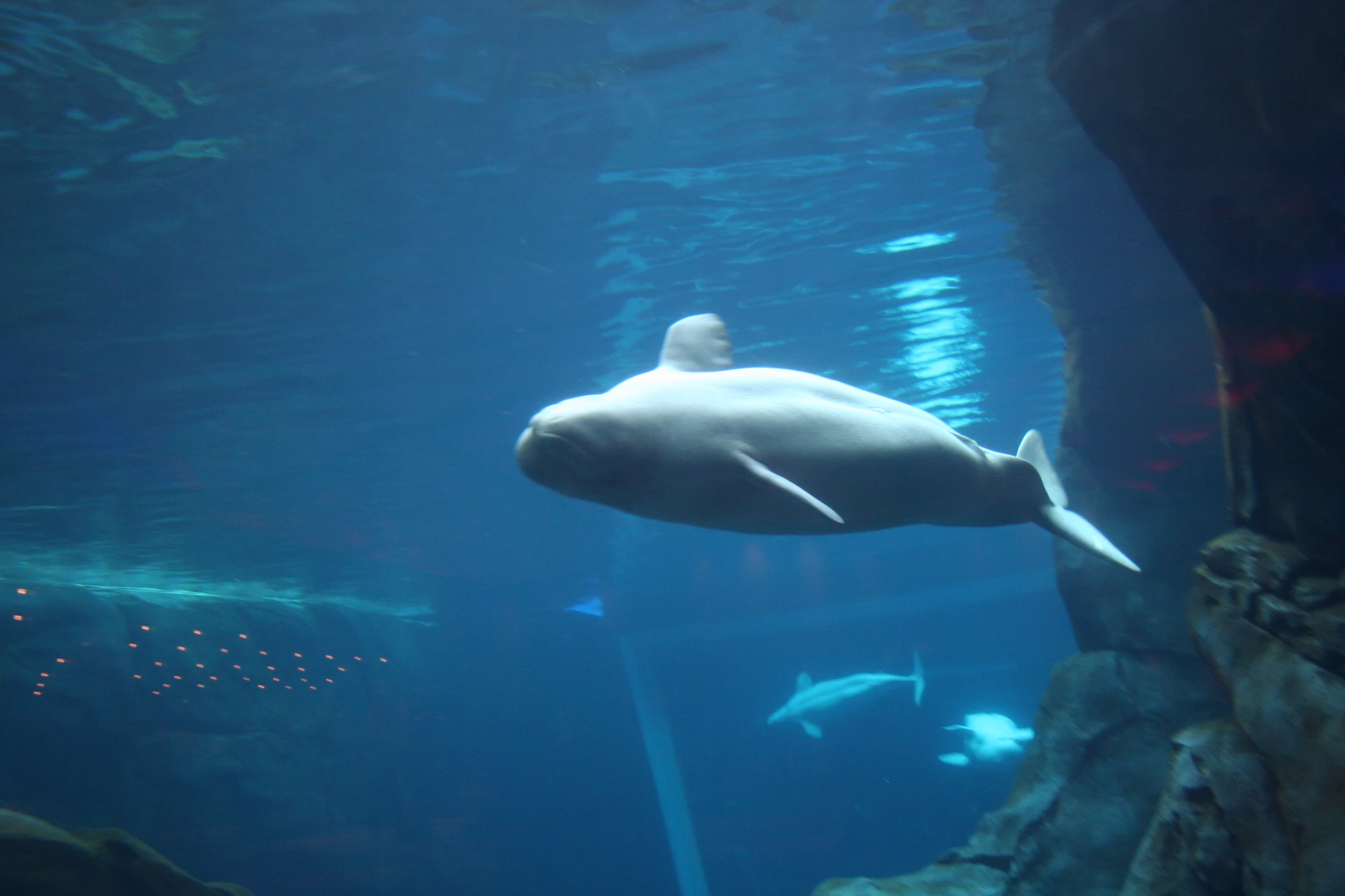 Aquariums Marine Wiki FANDOM powered by Wikia