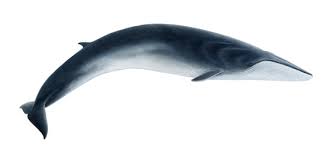 File:Fin whale.jpeg
