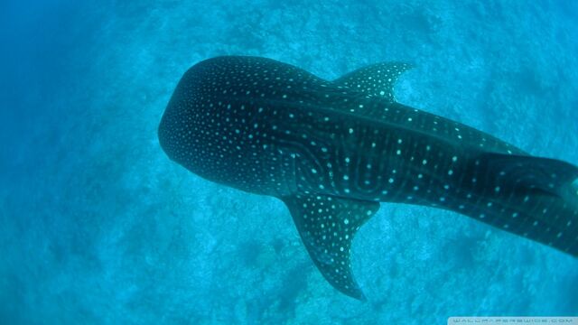 File:Whale shark-wallpaper-960x540.jpg