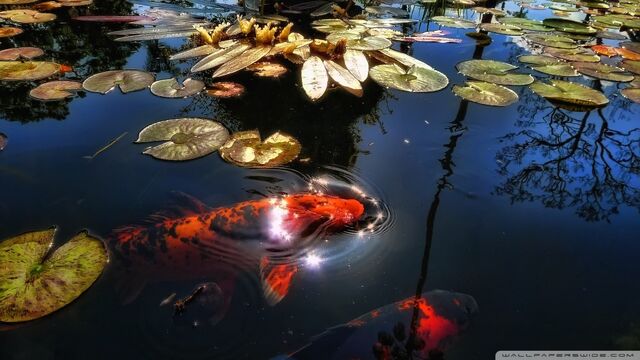 File:Koi fish 5-wallpaper-960x540.jpg