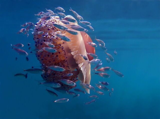 File:Jelly-fish-adriatic-sea.jpg