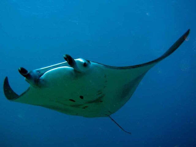 File:Manta-ray-wallpaper-3.jpg