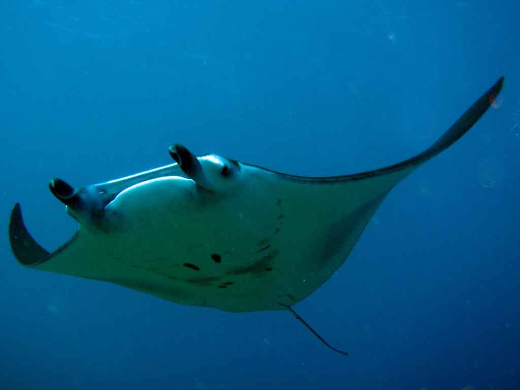 Manta Ray | Marine Wiki | Fandom powered by Wikia