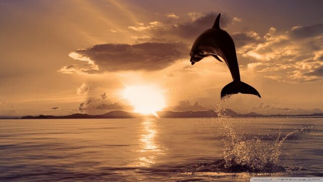 File:Jumping dolphin-wallpaper-960x540.jpg