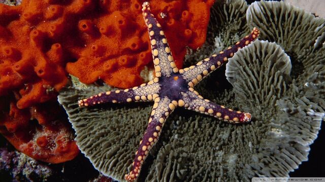 File:Starfish-wallpaper-960x540.jpg