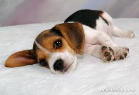 Plik:Beagle1.jpg