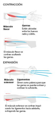 Anatomía de las garras de Wolverine.png