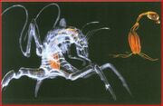 Rachni Creature.jpg