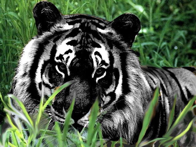 File:Black Tiger.jpg