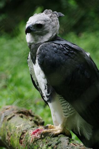 File:Harpy Eagle.jpg
