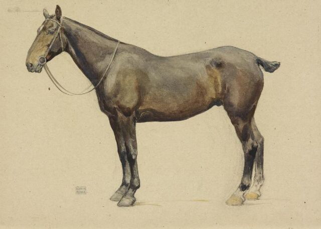 File:Horse.jpg