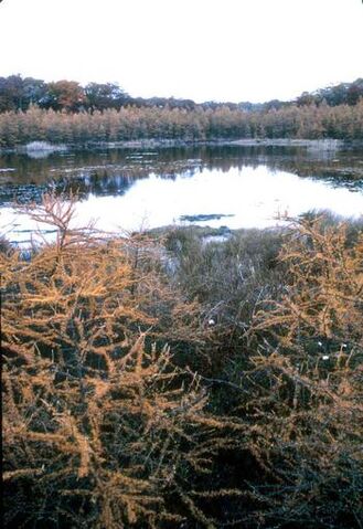 File:Tas 1000 Bog.jpg