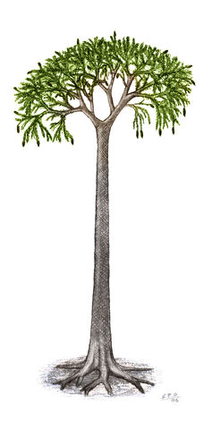 File:Lepidodendron by unlobogris.jpg