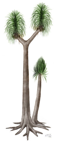 File:Sigillaria by unlobogris.jpg
