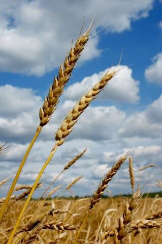 File:Wheat.jpg
