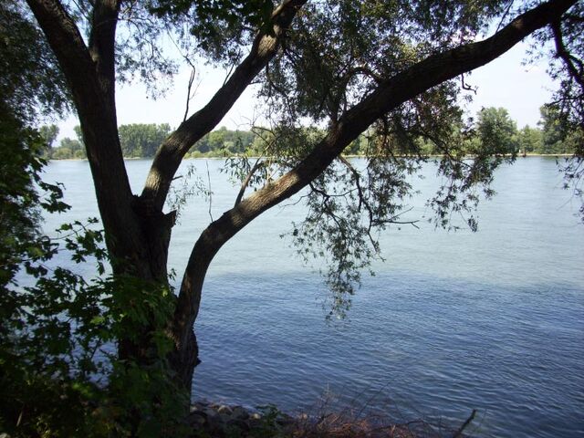 Datei:Rhein-06.jpg