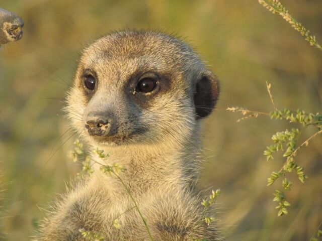 File:Lunathemeerkat.jpg