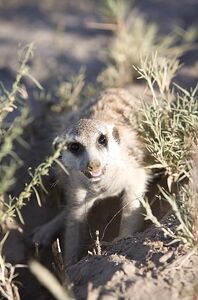 Meerkat-single-05.3