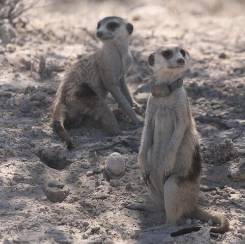 File:Sahara and Seth.jpg