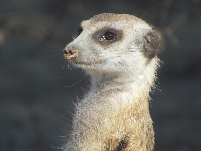 File:Lucas Whiskers.jpg