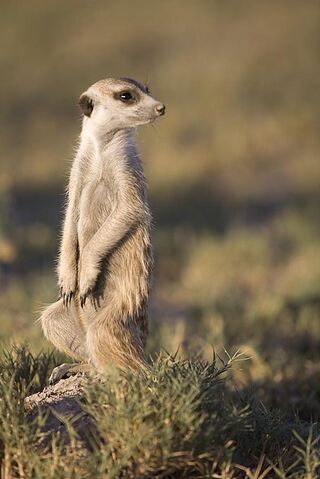 File:Meerkat-single-15.3.jpg