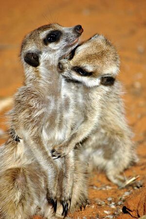 Nequoia grooming
