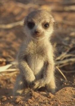 Stumpy