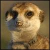 File:Meerkatf.jpg