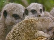 Meerkats Divided, Addo Gang